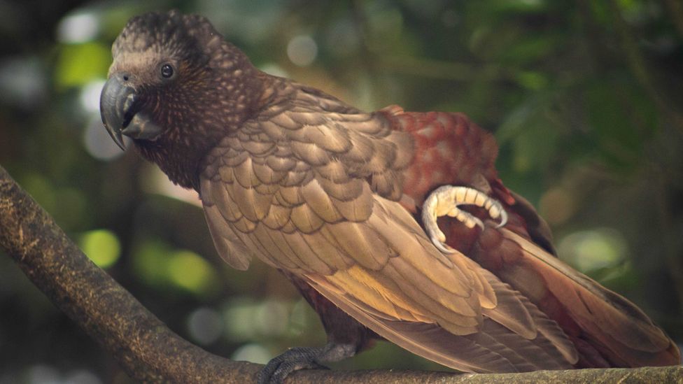 The charismatic kākā has recovered in Zealandia, but its boisterous behaviour has upset some of the reserve's neighbours (Credit: Alamy)
