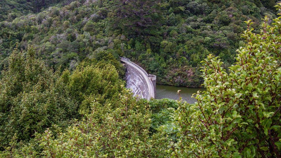 The site at Zealandia was once a valley dammed for water to supply Wellington (Credit: Alamy)
