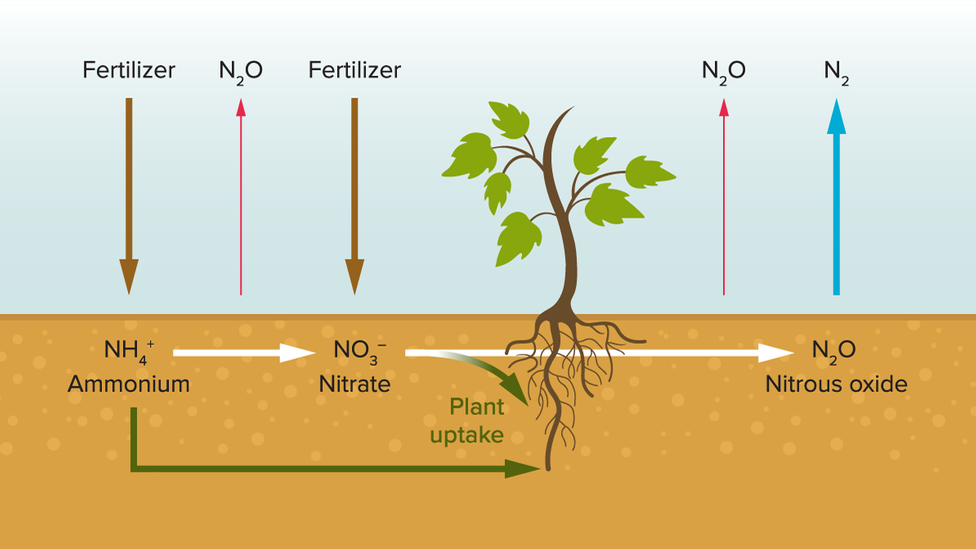 When plant roots don’t take up all the nutrients from fertiliser, the greenhouse gas N2O is released (Credit: E. Verhoeven et al/California Agriculture 2017/Knowable Magazine)