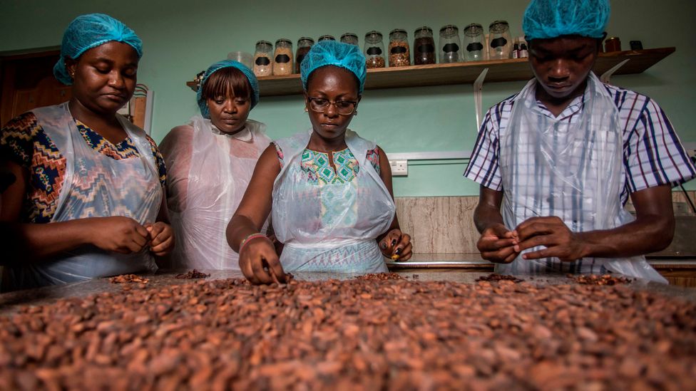 El grano de cacao es la parte más valiosa del cultivo, pero otras partes de la planta del cacao también tienen sus usos (Crédito: Getty Images)