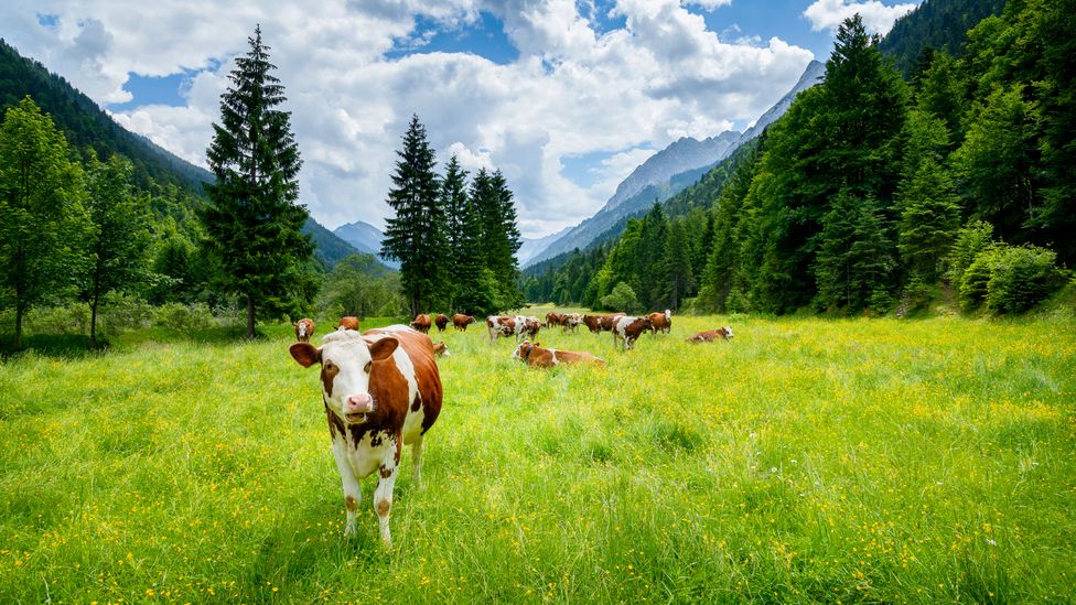 The main environmental costs of food production come from agriculture, espeically when the process involves animals (Credit: Getty Images)