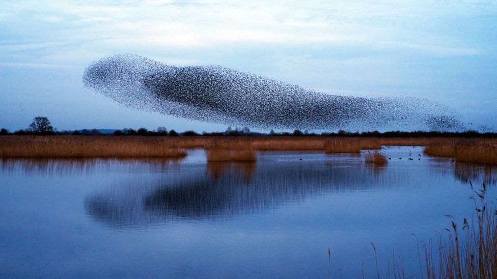 The parents and grandparents of UK citizens were far more likely to see clouds of starlings when they were young (Credit: Getty Images)