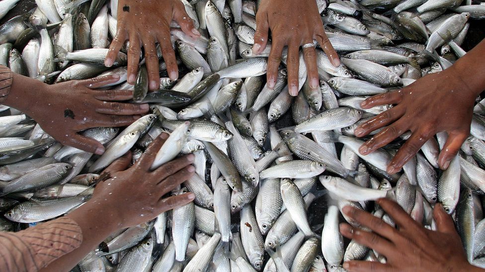 Prahok is typically made using a local mud carp called trey riel that lives in Cambodia's rivers (Credit: Tang Chhin Sothy/Getty Images) Prahok is typically made using a local mud carp called trey riel that lives in Cambodia's rivers (Credit: Tang Chhin Sothy/Getty Images)