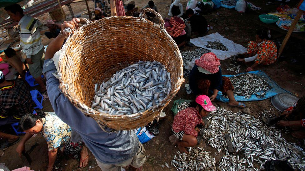 During the monsoon season, floods cause an excess of trey riel fish in Cambodia's rivers and lakes (Credit: Reuters/Alamy) During the monsoon season, floods cause an excess of trey riel fish in Cambodia's rivers and lakes (Credit: Reuters/Alamy)