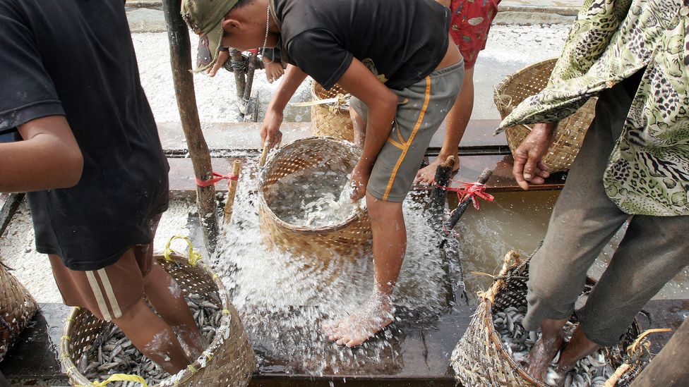 In some parts of Cambodia, prahok is still made by stomping on the fish with bare feet (Credit:Tang Chhin Sothy/Getty Images) In some parts of Cambodia, prahok is still made by stomping on the fish with bare feet (Credit:Tang Chhin Sothy/Getty Images)