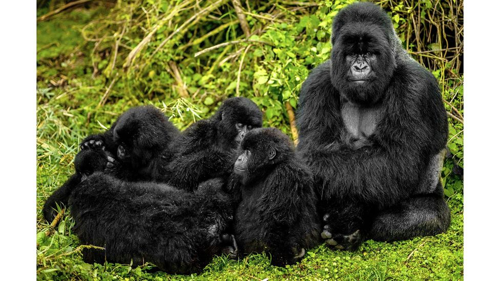 Male gorillas will often act as babysitters for youngsters and research suggests they do this for a variety of reasons (Credit: Ibrahim Suha Derbent/Getty Images)