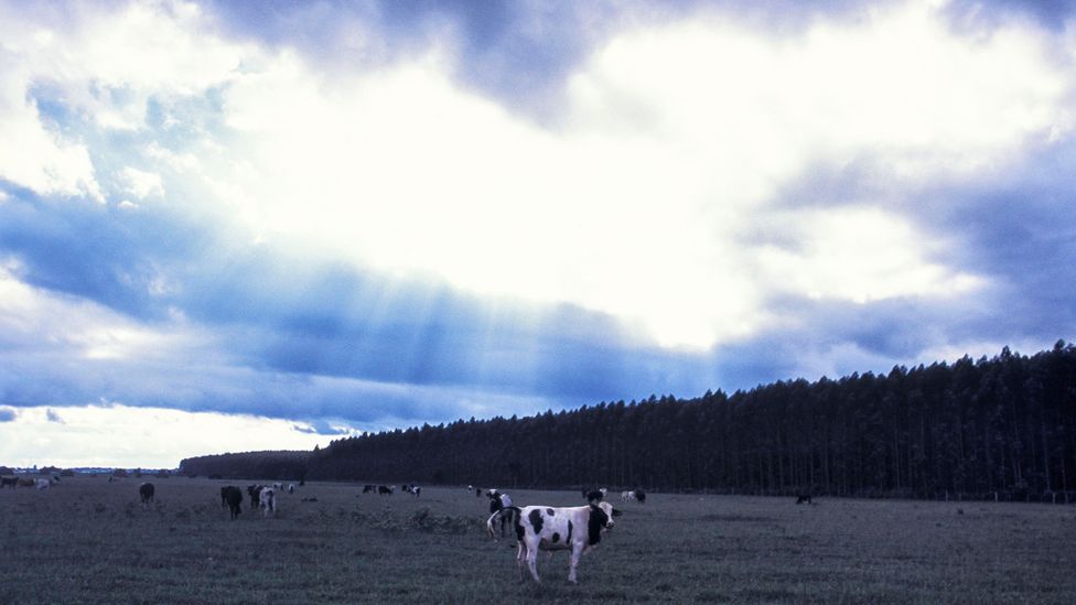 When cattle graze alongside eucalyptus trees, there are benefits for the cows' nutrition and wellbeing, as well as potential carbon savings (Credit: Getty Images) When cattle graze alongside eucalyptus trees, there are benefits for the cows' nutrition and wellbeing, as well as potential carbon savings (Credit: Getty Images)