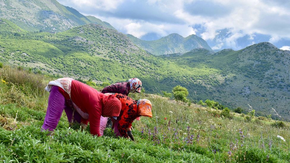 Women herb collectors harvest from May to September in Albania (Credit: Elizabeth Gowing)