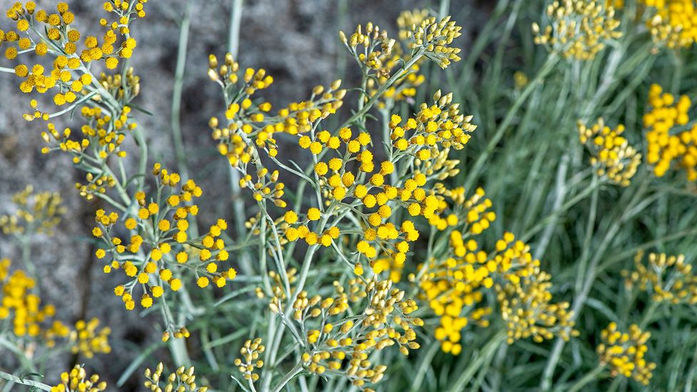 Helichrysum, known as "everlasting flower", is an ingredient in night serums and other facial products (Credit: Jacky Parker Photography/Getty Images)