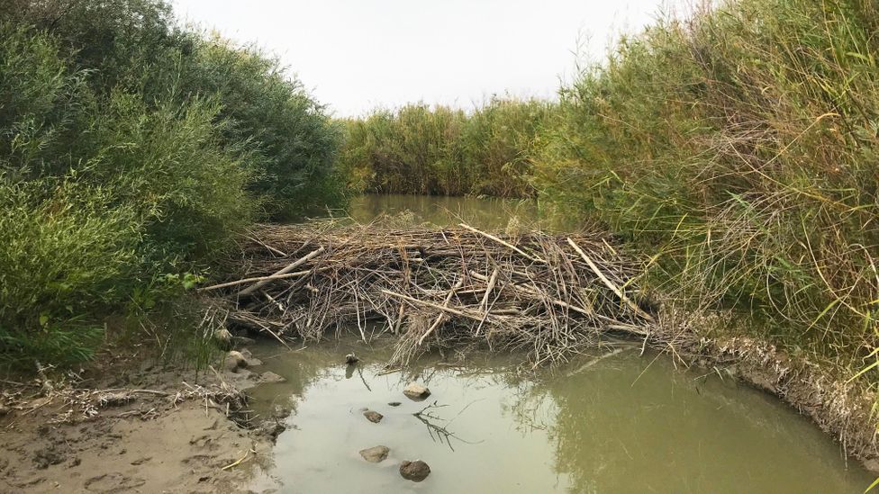 After the release of beavers, Emma Doden began to see dams built where they had never been built before (Credit: Emma Doden)