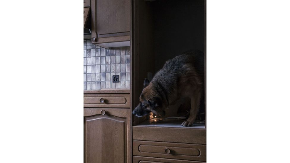 Canine unit's dog looking for drugs, from the series How to Secure a Country, 2014-2018, by Salvatore Vitale (Credit: Salvatore Vitale)