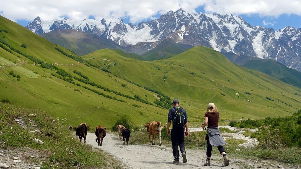 牛馬在沿途的草地和草原上吃草（圖片來源：Transcaucasian Trail Association）