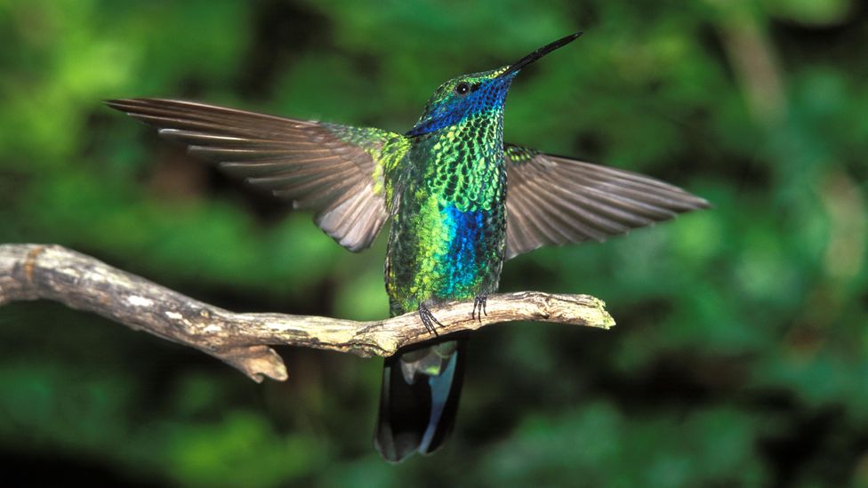 In a traditional Yaghan tale, a brave hummingbird defeats a territorial fox to stop it hoarding water (Credit: Alamy)