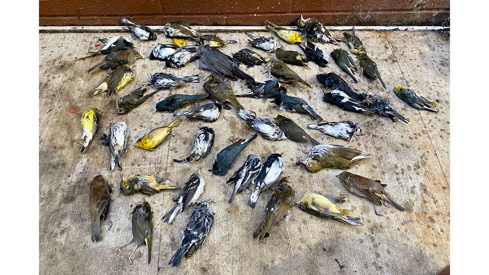 These are just some of the birds collected by Stephen Maciejewski in Philadelphia on 2 October 2020 (Credit: Stephen Maciejewski)