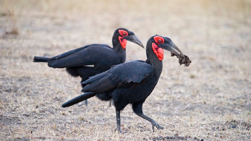 Referred to as "callers of the rain", Southern ground hornbills have a low thunderous call that can be heard up to 5km away (Credit: pacoahedo/Getty Images)