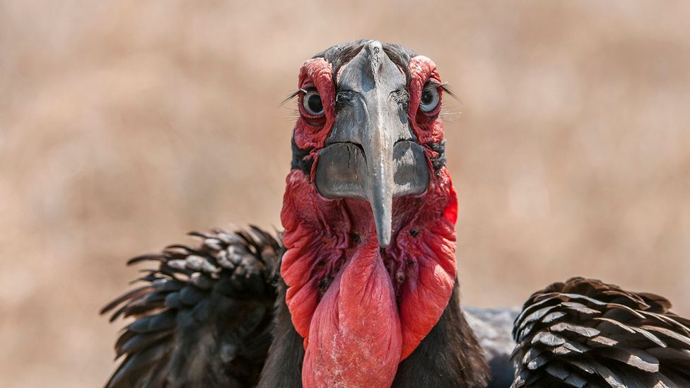 The habitat of Southern ground hornbills stretches from South Africa to Uganda and the Democratic Republic of Congo (Credit: Universal Images Group/Getty Images)