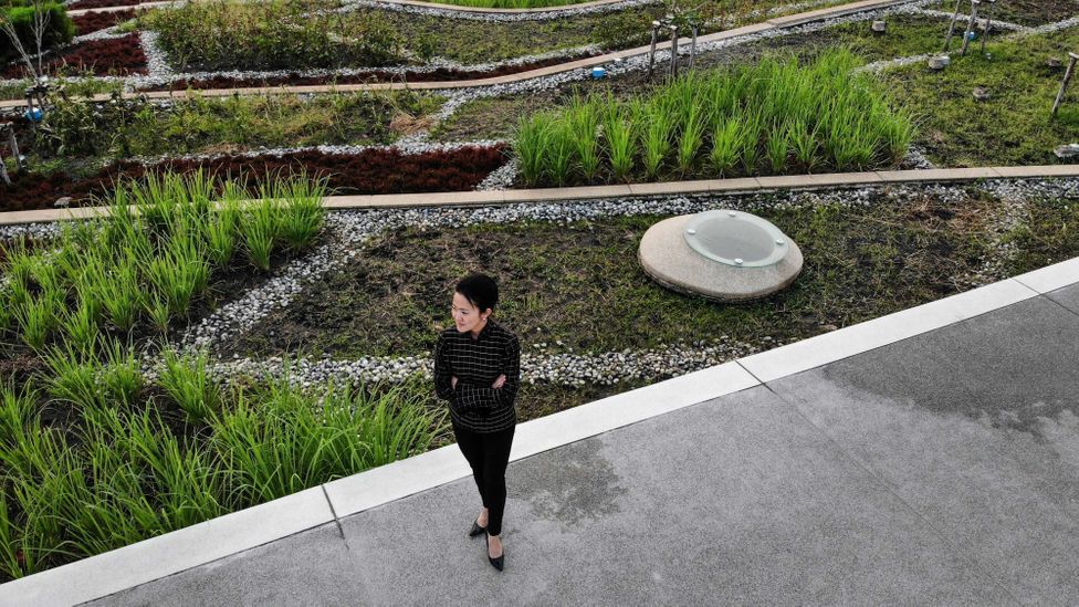 Green roofs provide space for plants, birds and insects in the heart of sprawling cities (Credit: Getty Images)