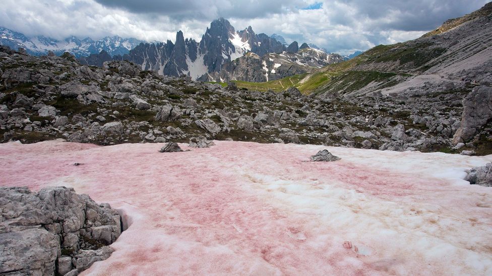 Red snow appears in the Alps during the late spring and early summer when melting frees up nutrients for algae to grow  (Credit: Bob Gibbons/Alamy)