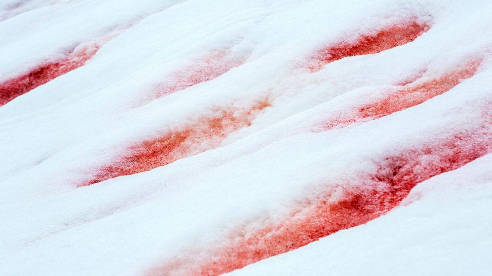 In some places the algae can produce a faint pink colour to the snow while in others it can be blood red (Credit: Ashley Cooper Pics/Alamy)