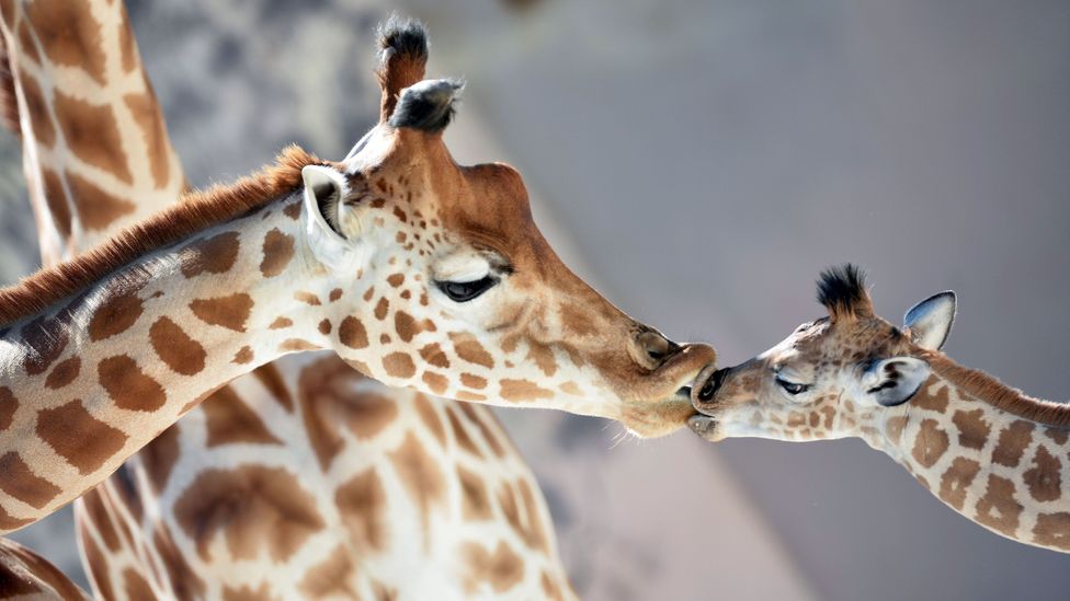 With their unusually long necks, giraffes need to maintain extraordinarily high blood pressure – how do they do it without falling ill? (Credit: Getty Images)
