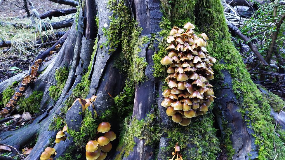 Furci calls Chile a "fungi hotspot", noting that there are few better places on Earth to study these organisms (Credit: KiriMaroa/Getty Images)