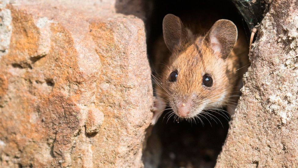 Our attempts to hide food from mice has made them better at solving puzzles, research suggests (Credit: Wilfried Martin/Getty Images)