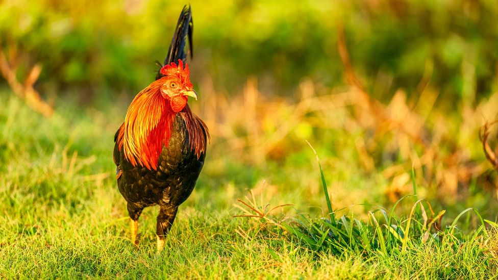 Jungle fowl can be bred from wild to tame in just 11 generations, researchers have found (Credit: Don White/Getty Images)