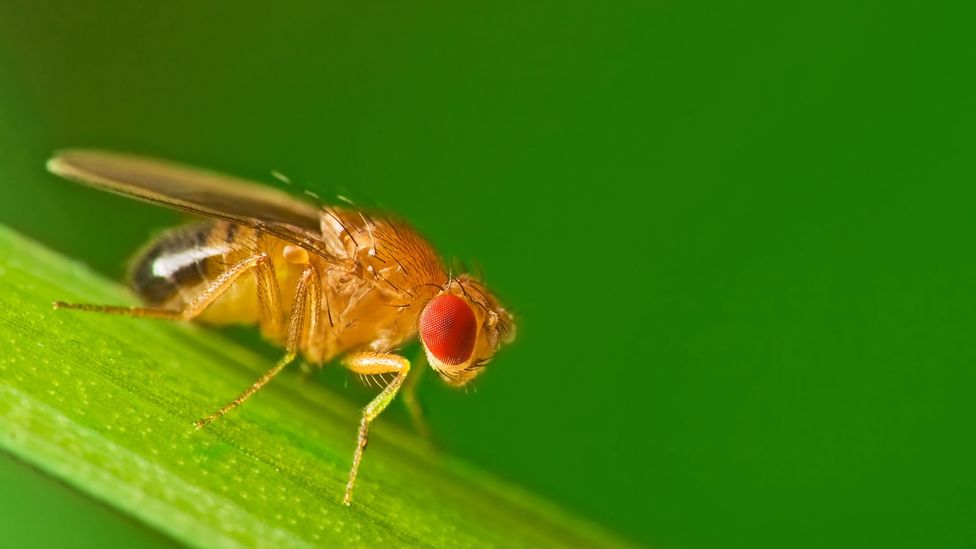Successful escapes by smarter fruit flies may have left scientists breeding from a less intelligent pool of lab subjects (Credit: Getty Images)