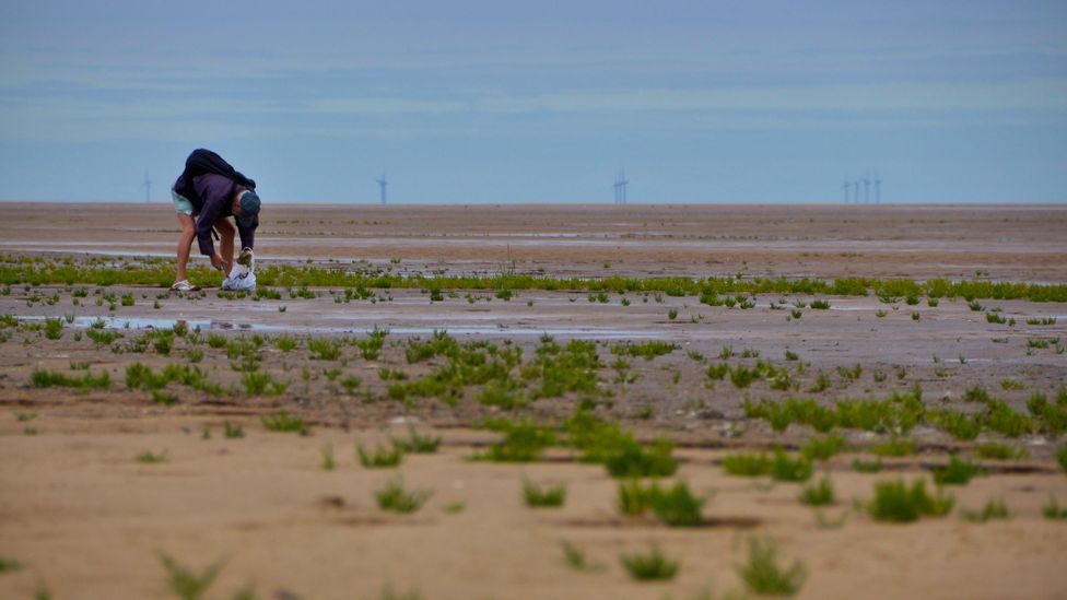 Samphire can be found around Britain, but the best is considered to grow in Norfolk's vast tidal mudflats (Credit: Deveritt/Getty Images)