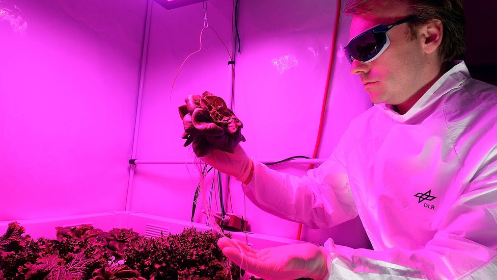 The European Space Agency (Esa) has also conducted experiments into growing salad leaves in space (Credit: David Hecker/Getty Images)