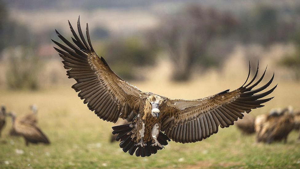 Rewilding death: The plan to restore the necrobiome - BBC Future