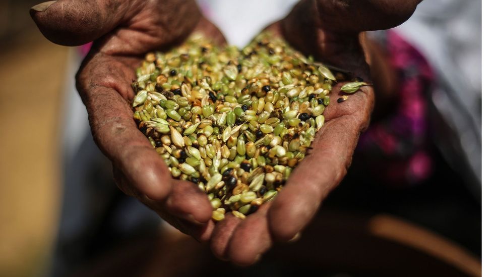 The woman saving Palestinian heirloom seeds BBC Travel