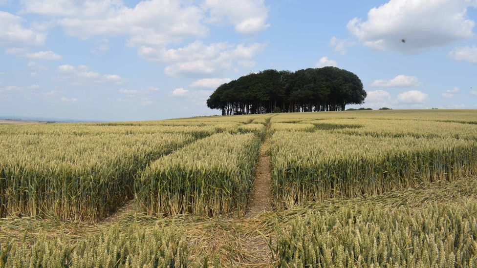 The county of Wiltshire is home to around 80% of the UK's crop circles (Credit: Daniel Stables)