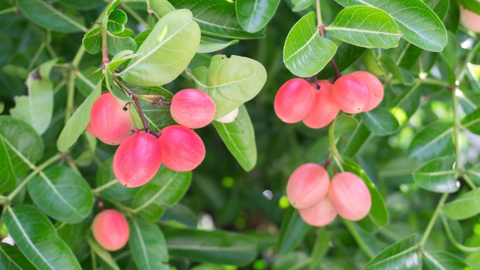 One of the shrubs used in The Great Hedge of India was the carandas plum, which produces fruits that are used as a condiment in Indian pickles (Credit: Alamy)