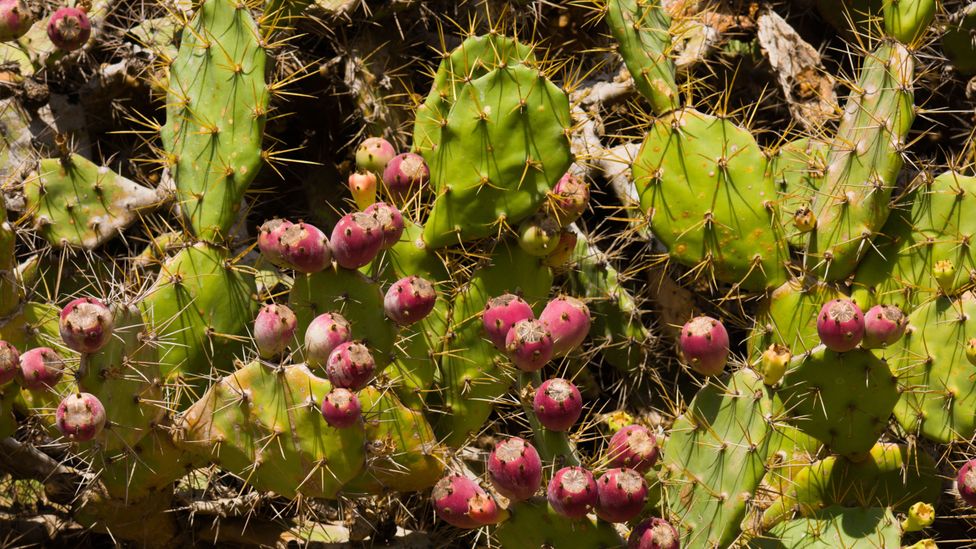 The customs hedge was made primarily of thorny bushes such as the prickly pear, chosen to deter smugglers from crossing it (Credit: Alamy)