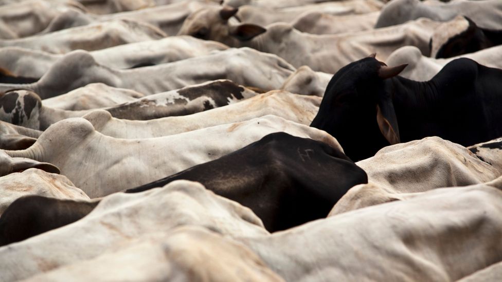 Land clearance for cattle ranching is one of the major contributors to deforestation in the Amazon (Credit: Getty Images)