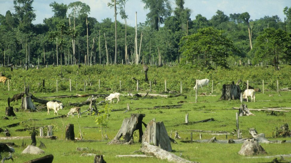 Brazil, home to much of the Amazon Rainforest, is also the world's largest exporter of beef (Credit: Getty Images)