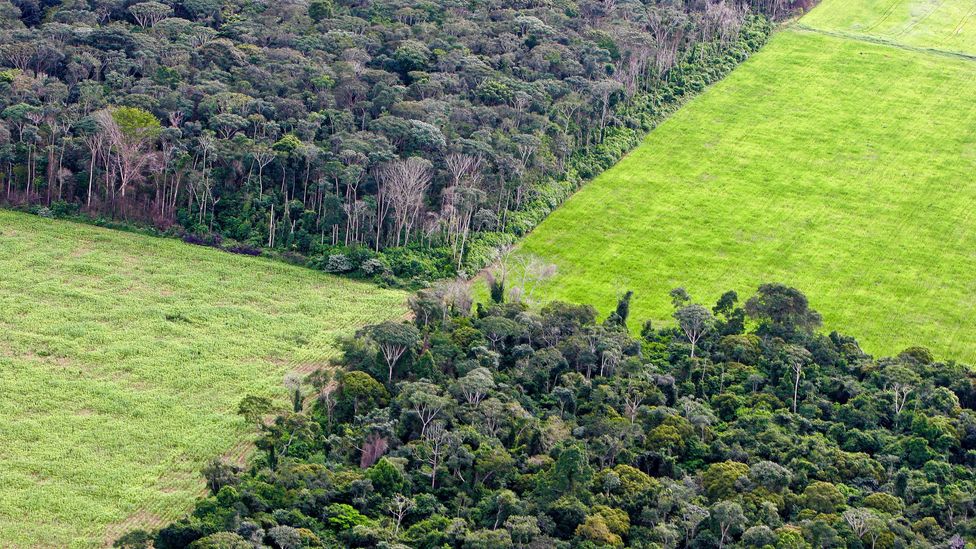 The production of soy in the Amazon is another significant contributor to deforestation (Credit: Getty Images)