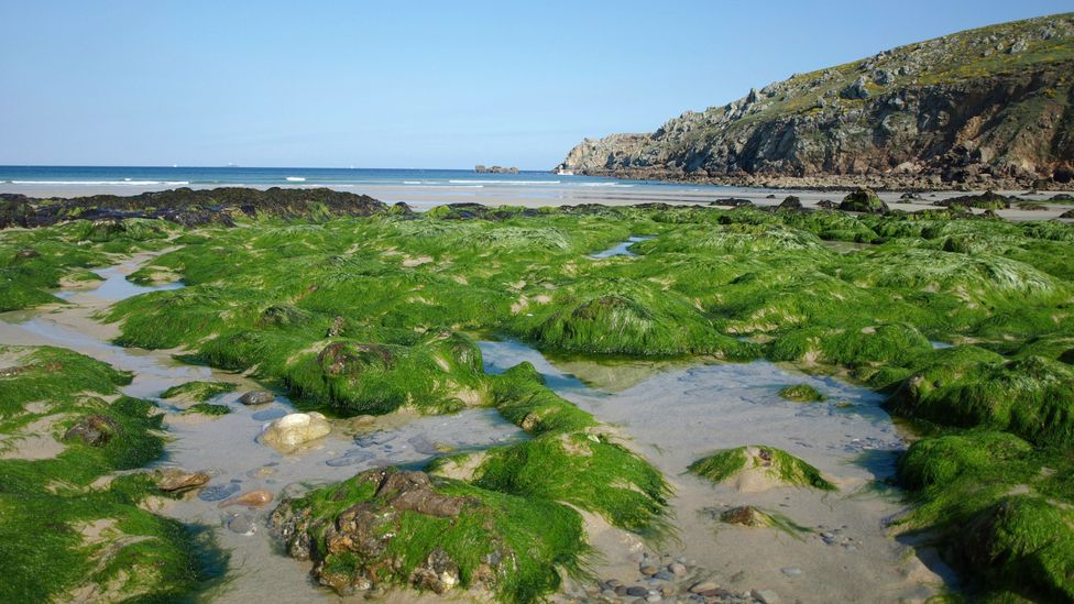 Clumps of seaweed on low-tide beach in Finistere