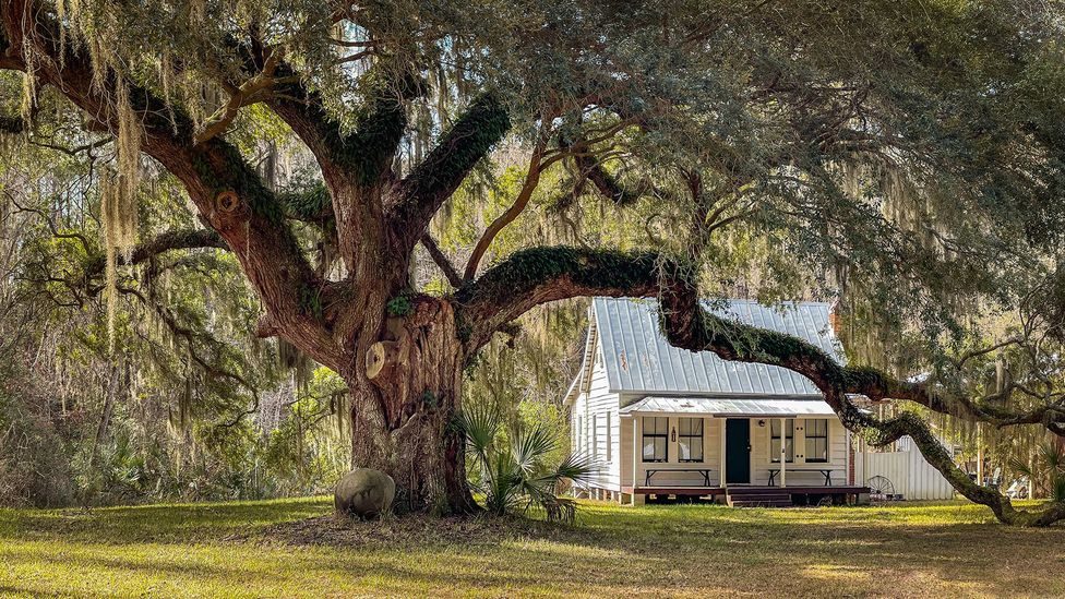 Moses Ficklin Gullah cottage and large moss-draped oak tree on Daufuskie Island, South Carolina