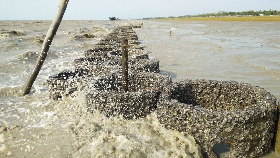 Artificially created oyster reefs have proven to be effective in reducing the size of waves coming inland (Credit: M. Shah Nawaz Chowdhury)