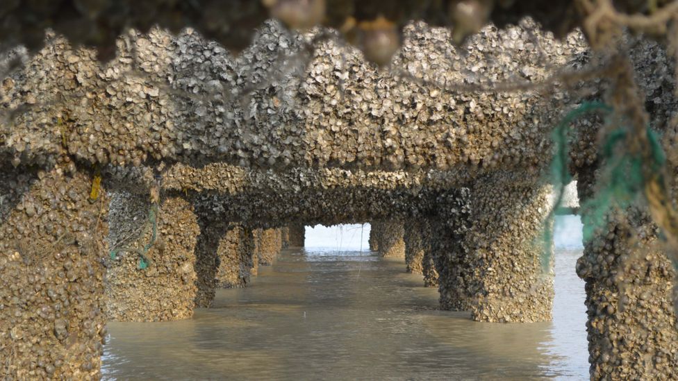 Oysters grew spontaneously on concrete pillars near a jetty at Kutubdia Island, giving the researchers hope that they would colonise the new reef (Credit: M. Shah Nawaz Chowdhury)