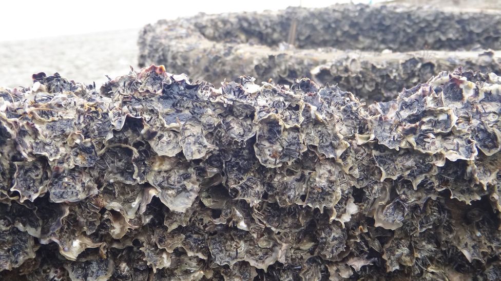 Over time, the oysters clustered thickly on the concrete rings to form a rich reef (Credit: M. Shah Nawaz Chowdhury)