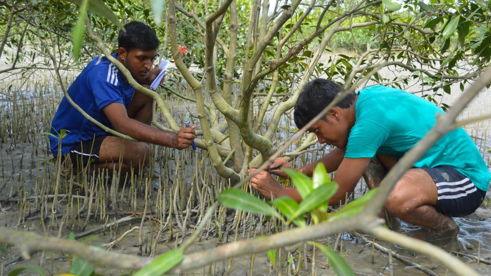 Oysters are only the first line of defence – they can also help encourage the growth of mangroves behind them as further protection (Credit: M. Shah Nawaz Chowdhury)