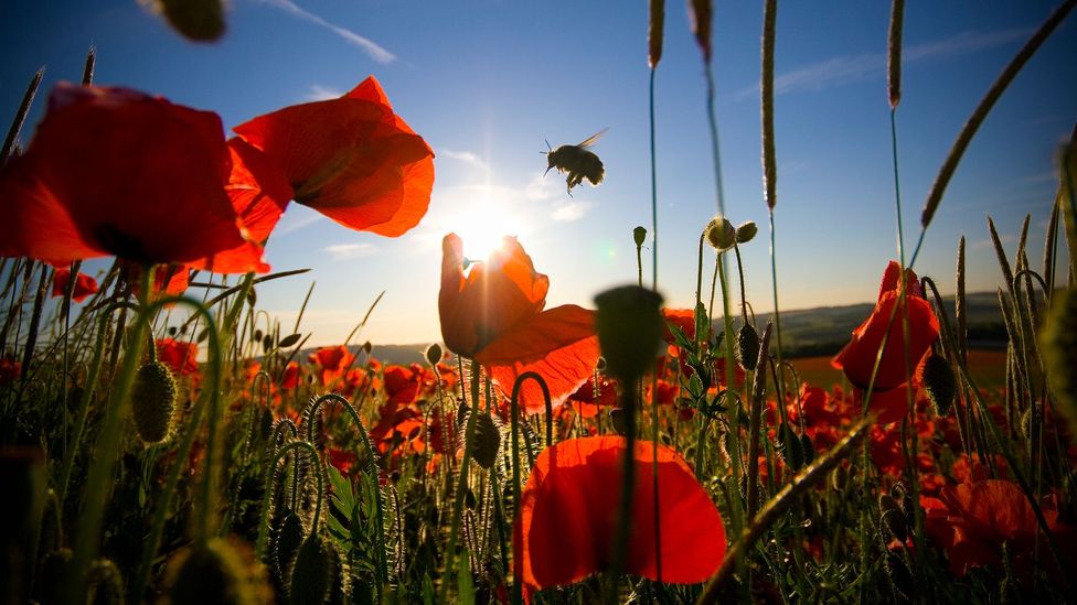 The people who believe plants can talk - BBC Future