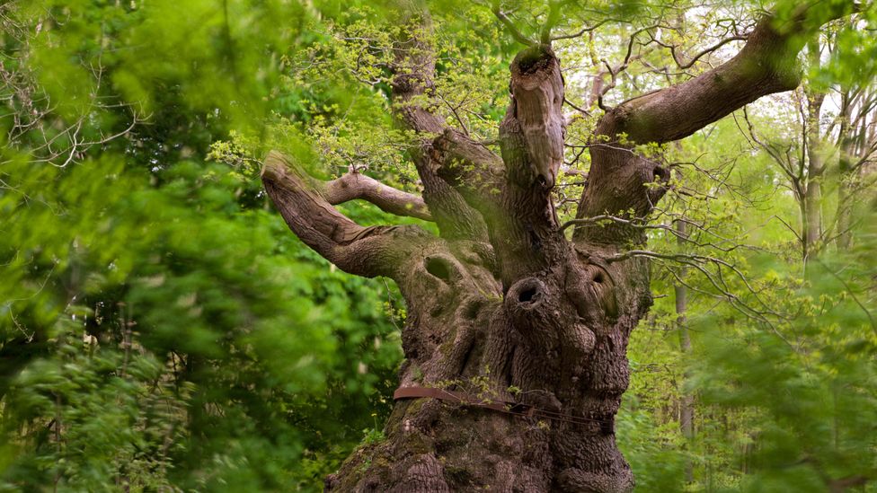 The lost generation of ancient trees - BBC Future