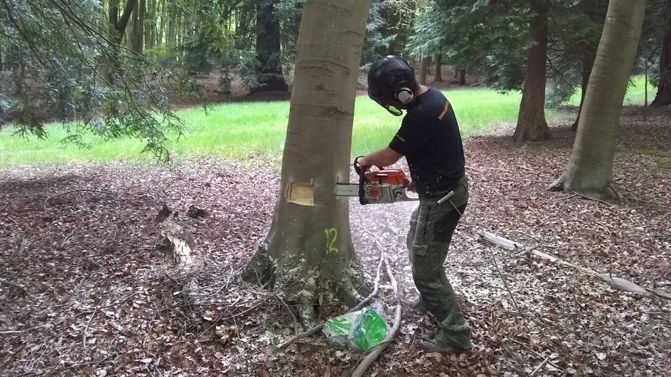 Doing controlled damage to a young tree could help it become a thriving home for more wildlife (Credit: Matt Wainhouse)