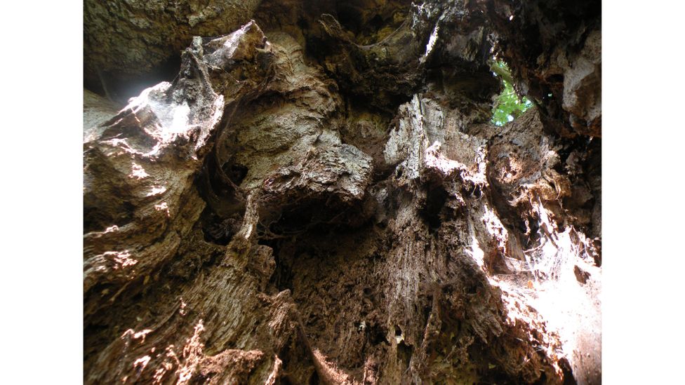 In a tree's old age, it will often hollow out to provide a unique niche for certain fungi, insects, birds and mammals (Credit: Matt Wainhouse)