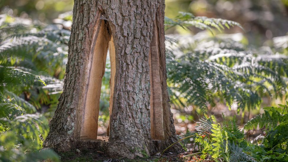 With fewer trees ready to replace today's veterans, the unique habitats they provide are at risk of being lost (Credit: Alex Hyde)