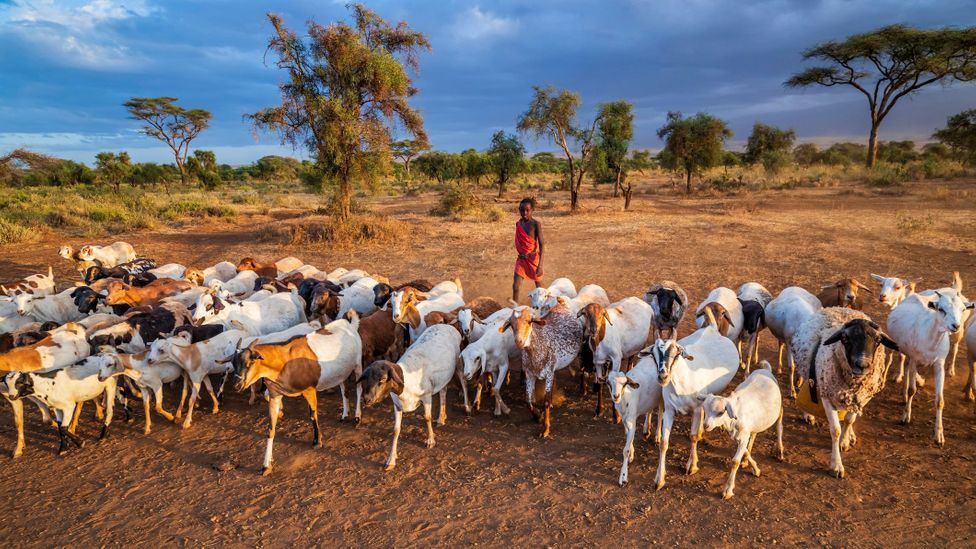 Maasai boys herd cattle and goats from an early age and ownership is associated with wealth and status (Credit: Hadynyah/Getty Images) Maasai boys herd cattle and goats from an early age and ownership is associated with wealth and status (Credit: Hadynyah/Getty Images)